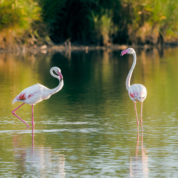 Spotlight On Sardinias Flamingos Your Guide Orbzii